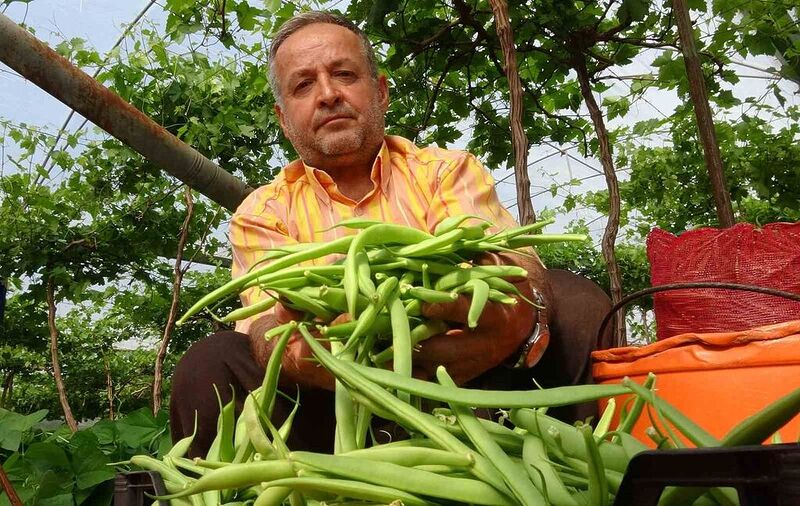 Turfanda ürünle çifte kazanç: İlk hasat fasulyede