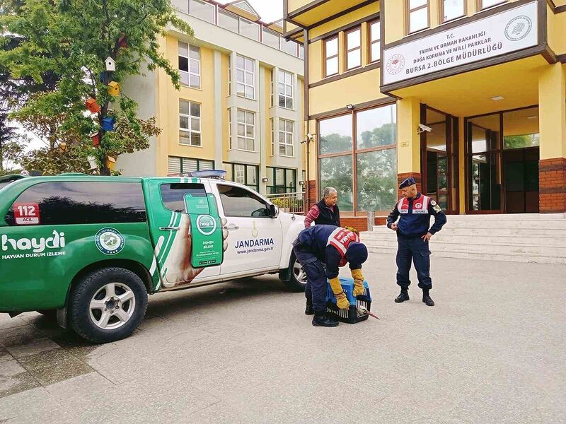 Yaralı leyleğe jandarma şefkati