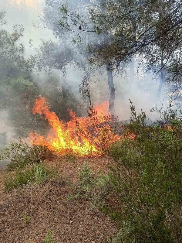 Yayladağı’nda ormanlık alanda çıkan yangın söndürüldü