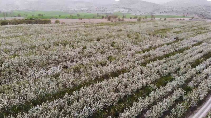 Yozgat’ta baharın gelmesiyle çiçek açan binlerce meyve ağacı havadan görüntülendi