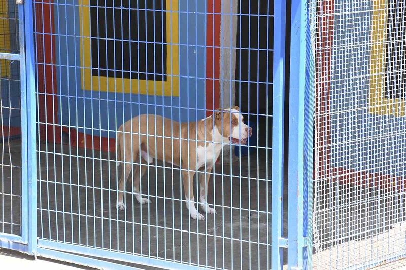 Açlıktan hasta ve zayıf düşen beslenmesi yasak olan pitbull cinsi köpek, Kuşadası Belediyesi’nin ellerinde hayata tutundu