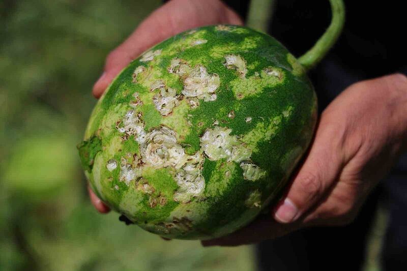 ADANA’DA DOLU YAĞIŞI TARIM