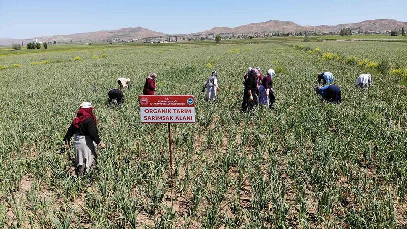 Aksaray’ın organik sarımsağı Rusya ve Almanya antibiyotiğinde