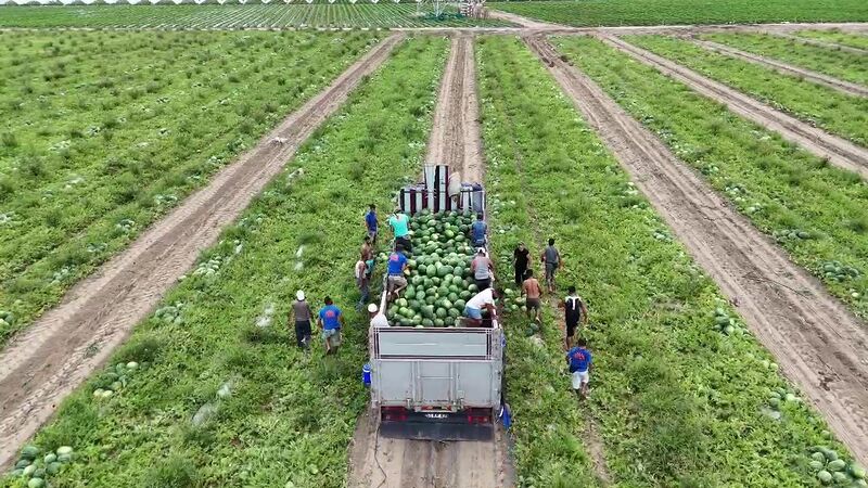 HATAY'IN ERZİN İLÇESİNDE SERALARDA