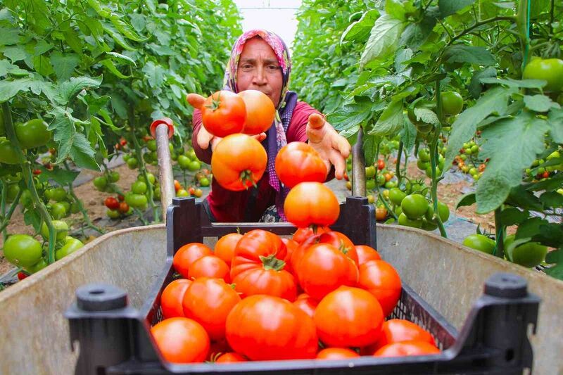 KARADENİZ BÖLGESİ’NİN SEBZE VE