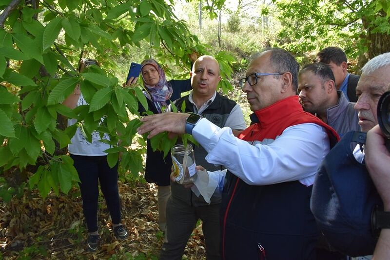 Aydın’da ilk kez denendi, kestane üreticisine umut oldu