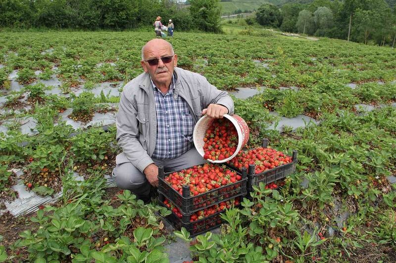 Bafra’nın organik çileklerine talep artıyor