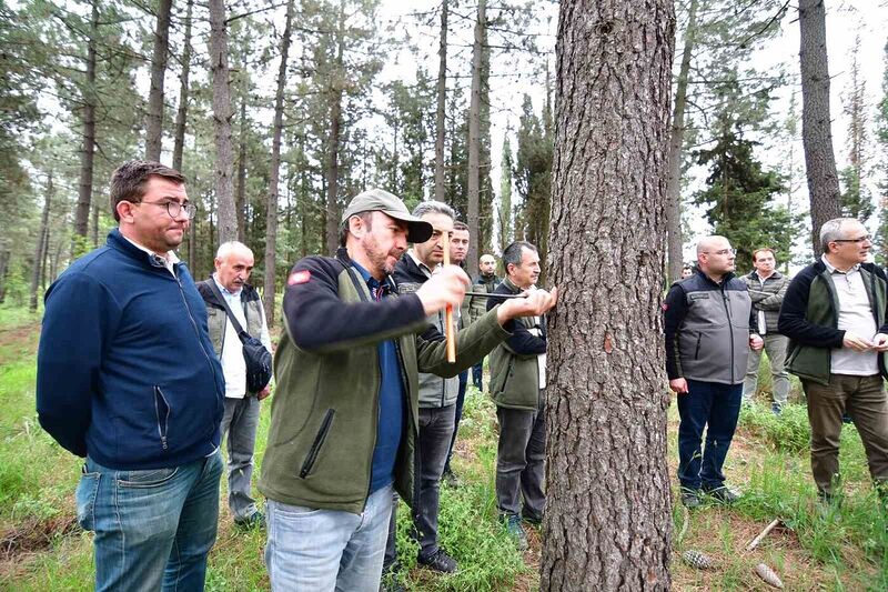 Balıkesir’de hızlı gelişen tür ağaçlandırmaları gözlem altında