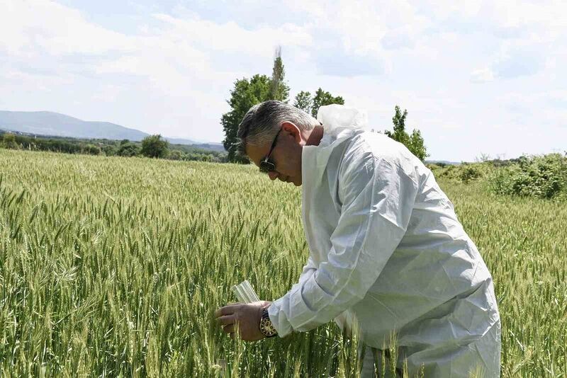 Balıkesir’de süne ile biyolojik mücadele başladı