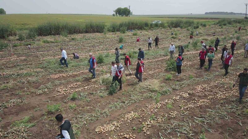 TARIM KENTİ ŞANLIURFA'DA SOĞAN