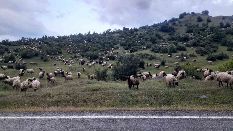 MUŞ’UN ŞENYAYLA BÖLGESİNE GİTMEK