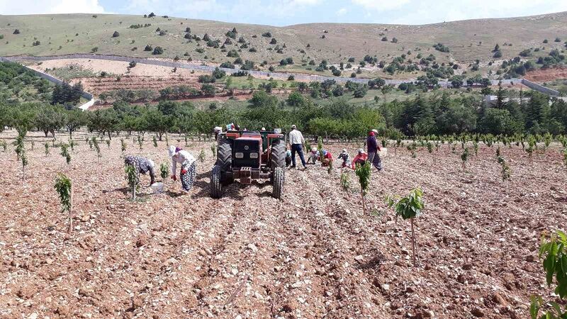 Bin 500 liraya çalıştıracak günübirlik işçi bulamıyor