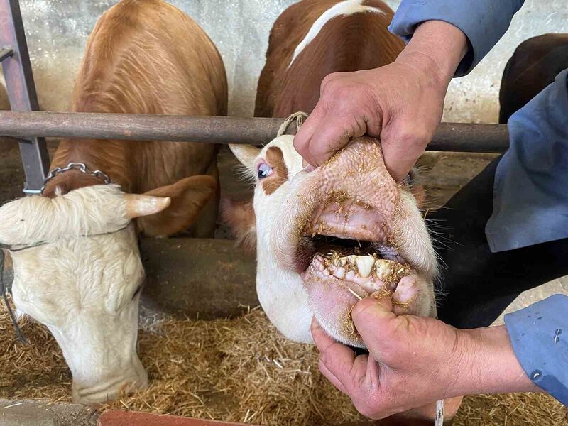 Büyükbaş kurbanlıklarda ‘kapak atma’ konusuna dikkat