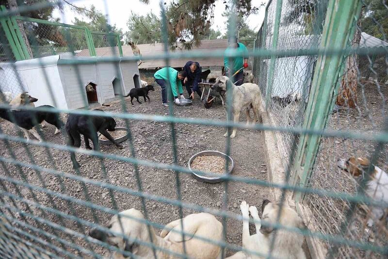 BÜYÜKŞEHİR’İN SOKAK HAYVANLARI İÇİN