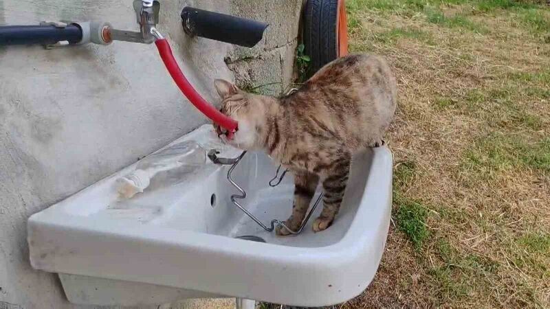 Çeşmeden su içen kedi ’Yıldız’ gülümsetti