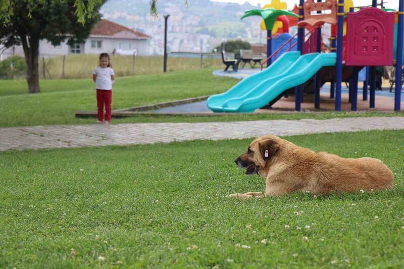 SAKARYA’NIN ADAPAZARI İLÇESİNDE 5