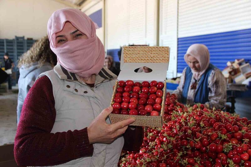 KUZEY YARIMKÜRE’DE İLK KİRAZ