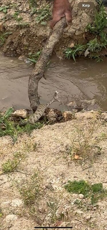 Elazığ’da koca engerek yılanı görüntülendi