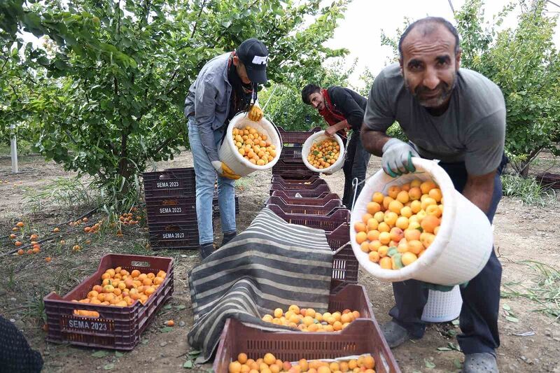 HATAY'IN ANTAKYA İLÇESİNDE KAYISI