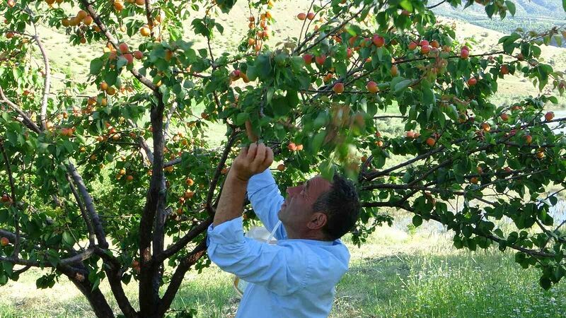 Erkenci kayısıda hasat zamanı