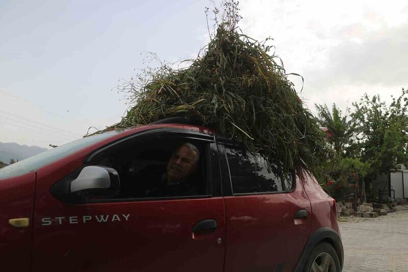 HATAY’DA BÜYÜKBAŞ HAYVANLARI İÇİN