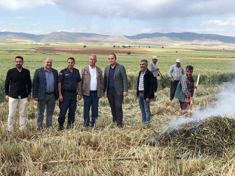 Gaziantep’te geleneksel yöntemlerle yapılan firik hasadı başladı