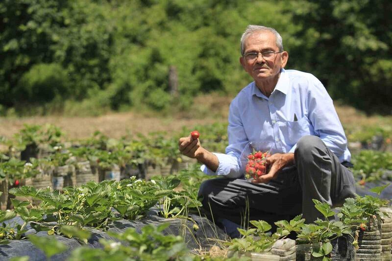 Hobi amaçlı başladığı çilek yetiştiriciliği emekli madencinin  gelir kapısı oldu