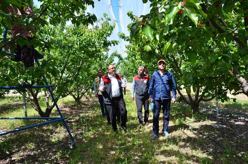 İhracatlık kiraz üretim merkezi Honaz’da bu yıl 5 bin ton rekolte bekleniyor