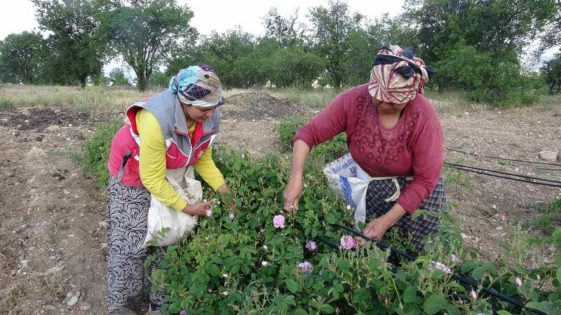 Isparta’yı bu yıl gül kokusu erken sardı