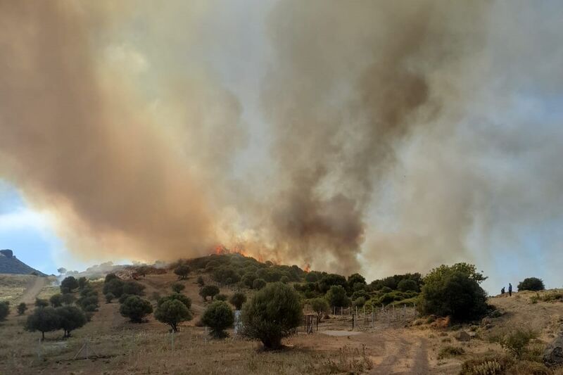 İZMİR'İN FOÇA İLÇESİNDE OTLUK