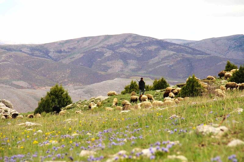 Kahramanmaraş’ta sürüler yaylalara çıkmaya başladı