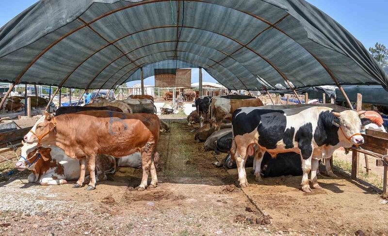 Kepez’in kurban pazarında satışlar başladı