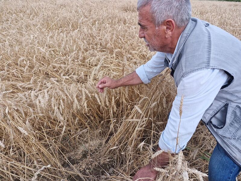 Kuvvetli yağış hasat olgunluğuna gelen buğdaya zarar verdi