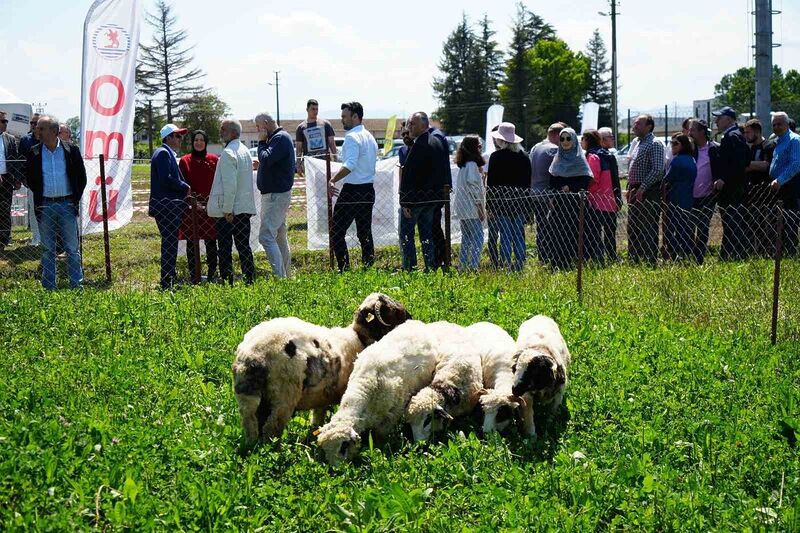 ONDOKUZ MAYIS ÜNİVERSİTESİ (OMÜ)