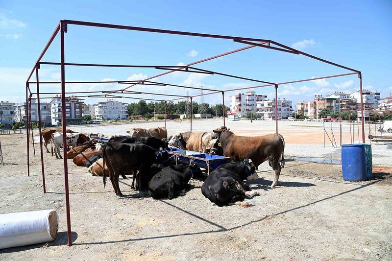 MANAVGAT BELEDİYESİ, YAKLAŞAN KURBAN