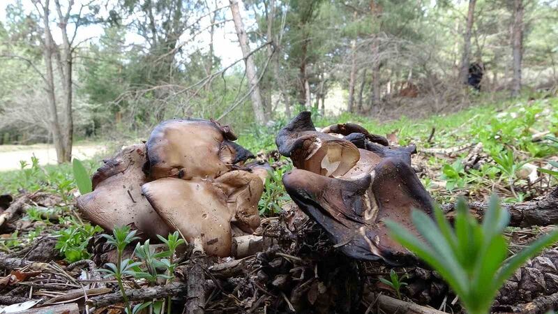 Mantar zehirlenmesi, karaciğer yetmezliğine hatta ölüme neden oluyor