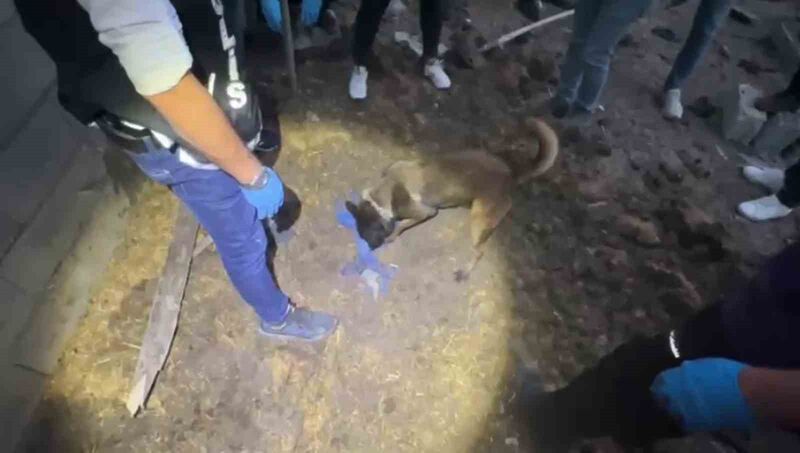 Polis köpeği Jessie, toprağa gömülü 820 bin hapı buldu