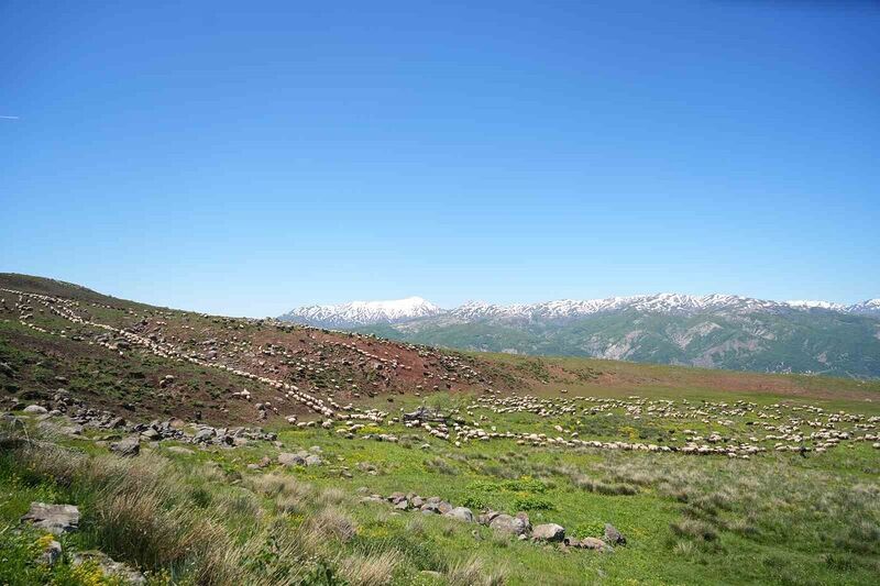 Şenyayla çocuk ve kuzularla şenlendi