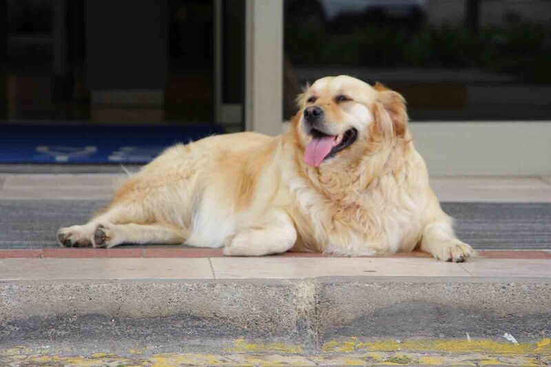 ‘Sokak köpekleri için umut dolu proje’