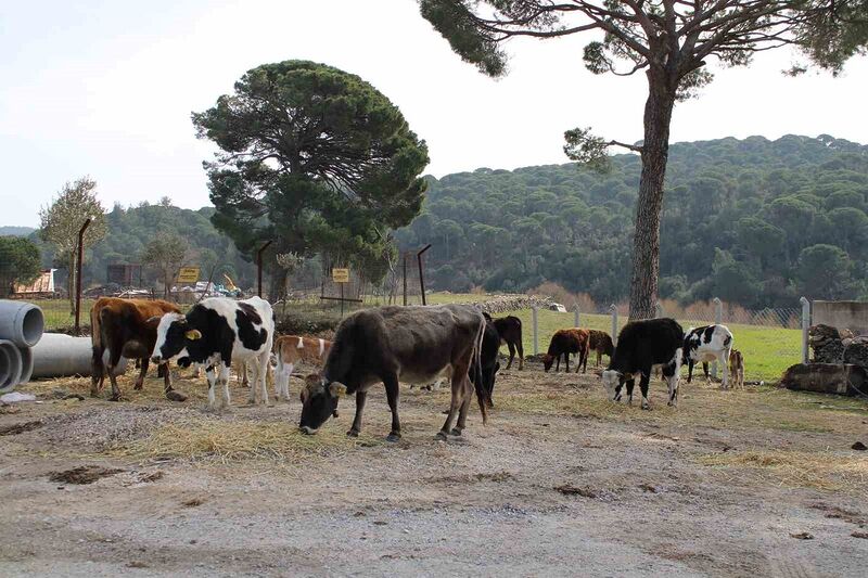 Söke’de pamuk tarlaları yanında hayvan otlatmak yasak