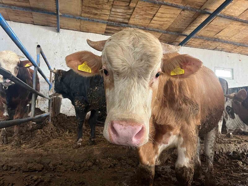 “Tarım Cebimde” ile üç adımda kurbanlık sorgulaması yapılabiliyor