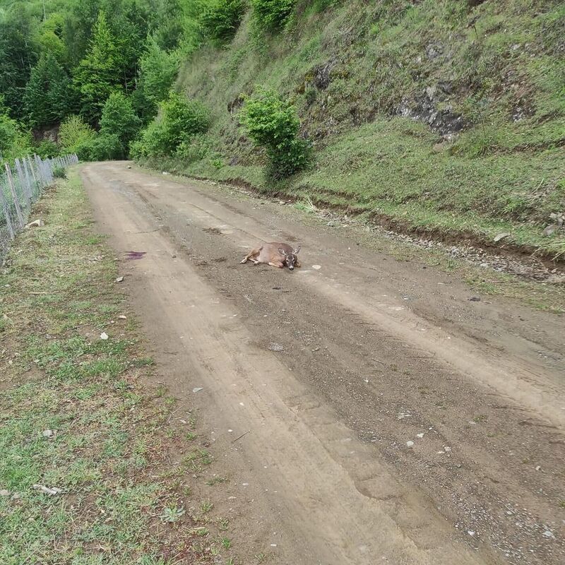 Tokat’ta yaralı karaca telef oldu