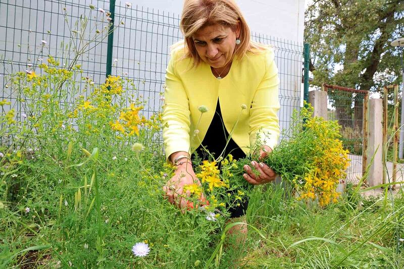 Tüm zamanların en şifalı bitkisi ‘Kantaron’ zamanı