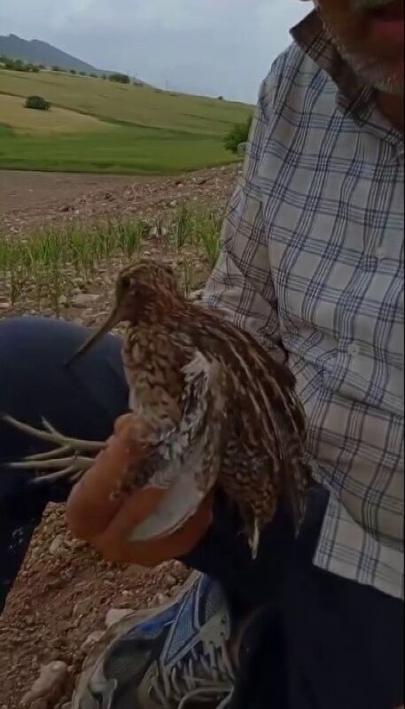 Türkiye’de nadir görülen Gallinago kuşu yaralı halde bulundu