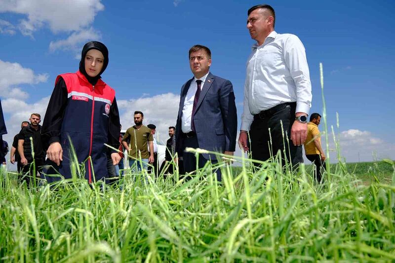 Vali Sarıibrahim, dolunun zarar verdiği arazilerde incelemelerde bulundu