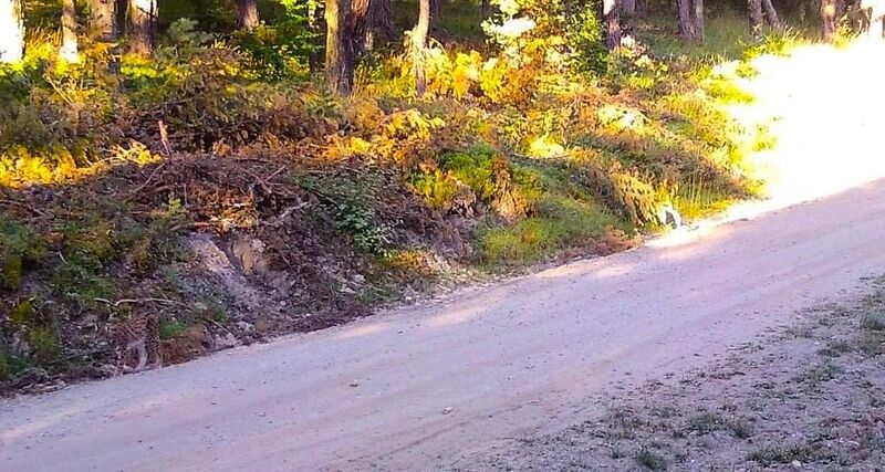 ÇORUM’DA GÖRÜNTÜSÜ FOTOKAPANA YANSIYAN