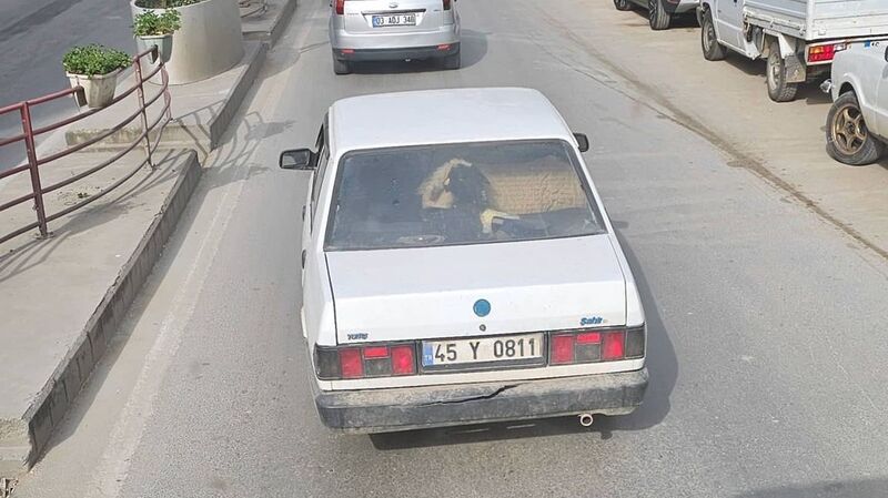 Yalova’da otomobilin arka koltuğunda koyunu görenler şaştı kaldı