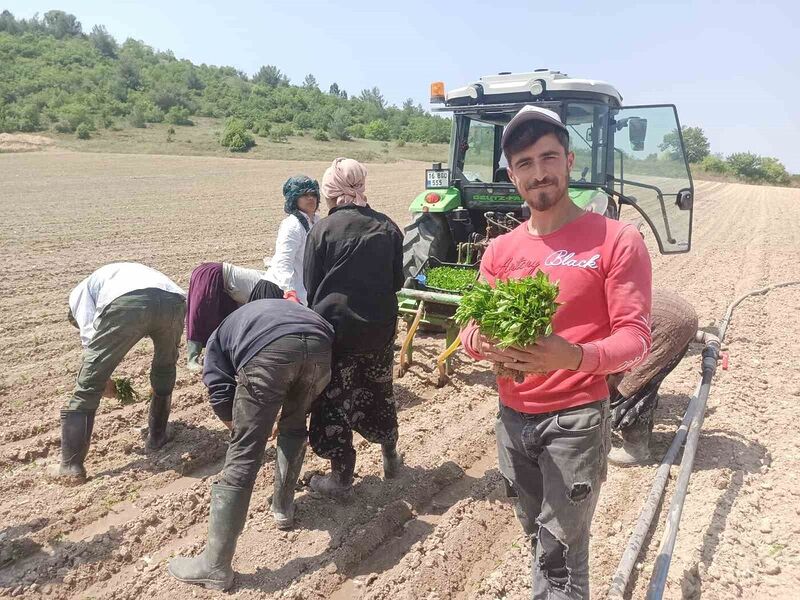 TÜRKİYE’NİN BİBER ÜRETİMİNİN YÜZDE