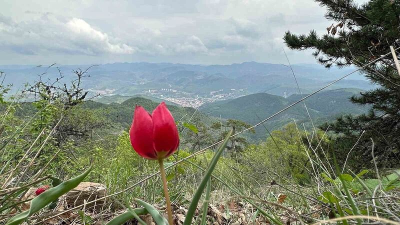 TÜRKİYE’NİN ENDEMİK BİTKİ TÜRLERİ