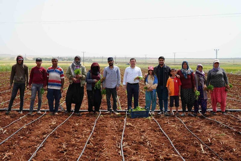 Zor şartlarda çalışan çiftçiler, 1 Mayıs’ta tarlalarını boş bırakmadı